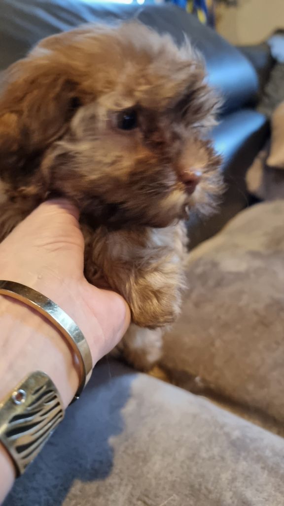 Du Rocher De La Haute Vilaine - Chiot disponible  - Bichon Havanais