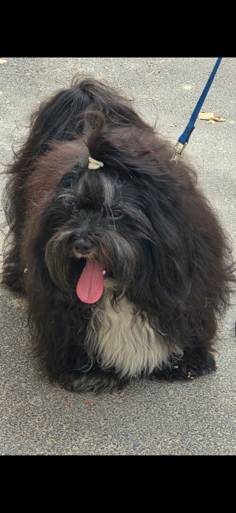 Cortadito mano gentis