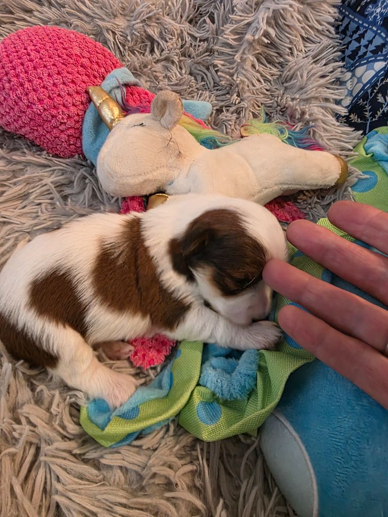 Du Rocher De La Haute Vilaine - Chiots disponibles - Bichon Havanais