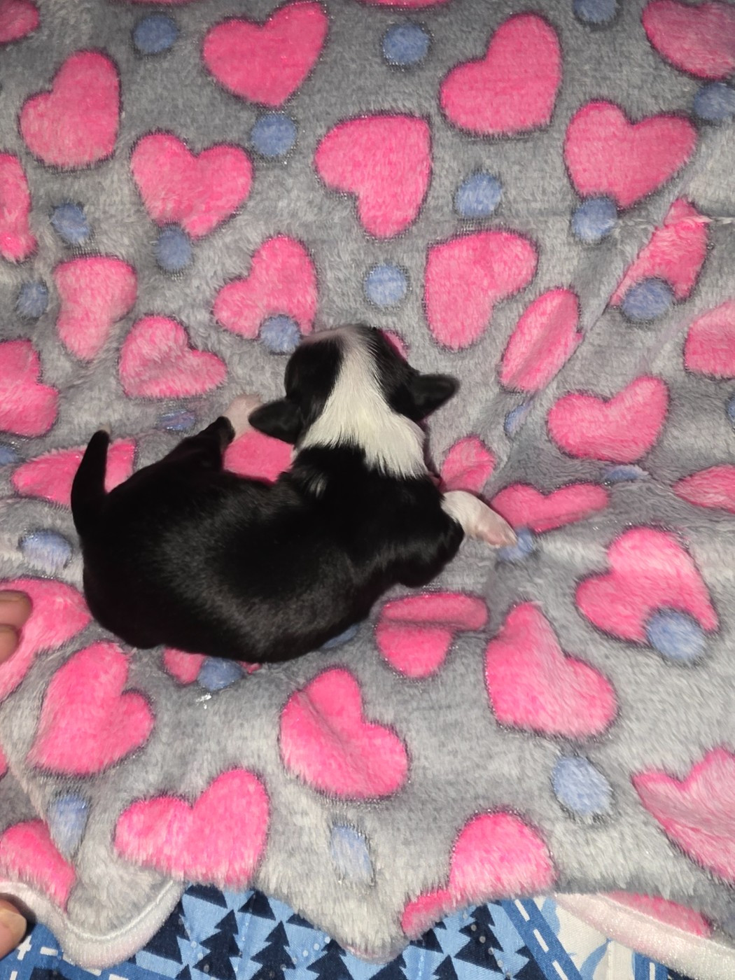 Du Rocher De La Haute Vilaine - Chiots disponibles - Bichon Havanais