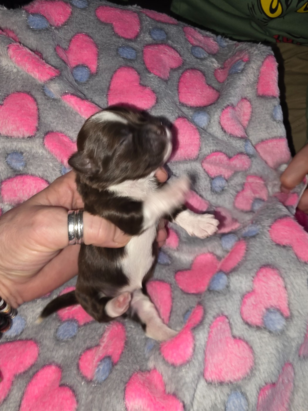 Du Rocher De La Haute Vilaine - Chiots disponibles - Bichon Havanais