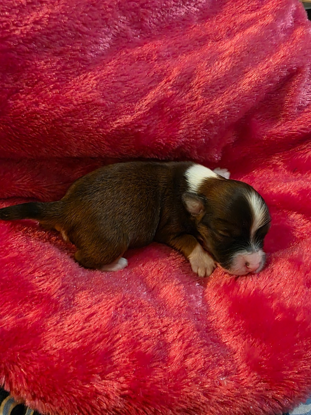 Du Rocher De La Haute Vilaine - Chiots disponibles - Bichon Havanais