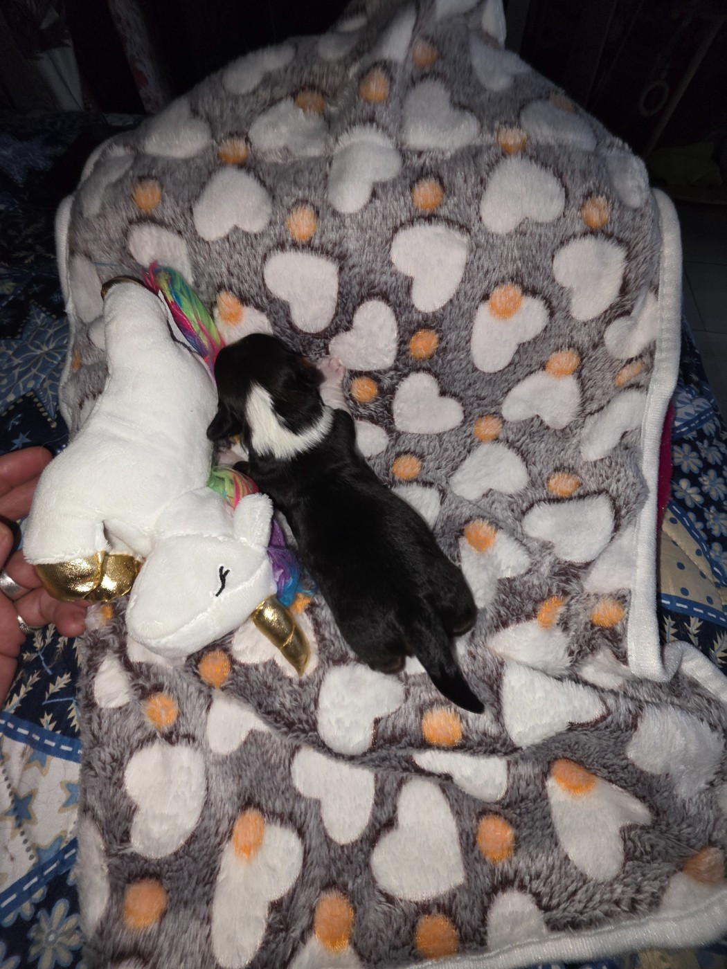 Du Rocher De La Haute Vilaine - Chiots disponibles - Bichon Havanais