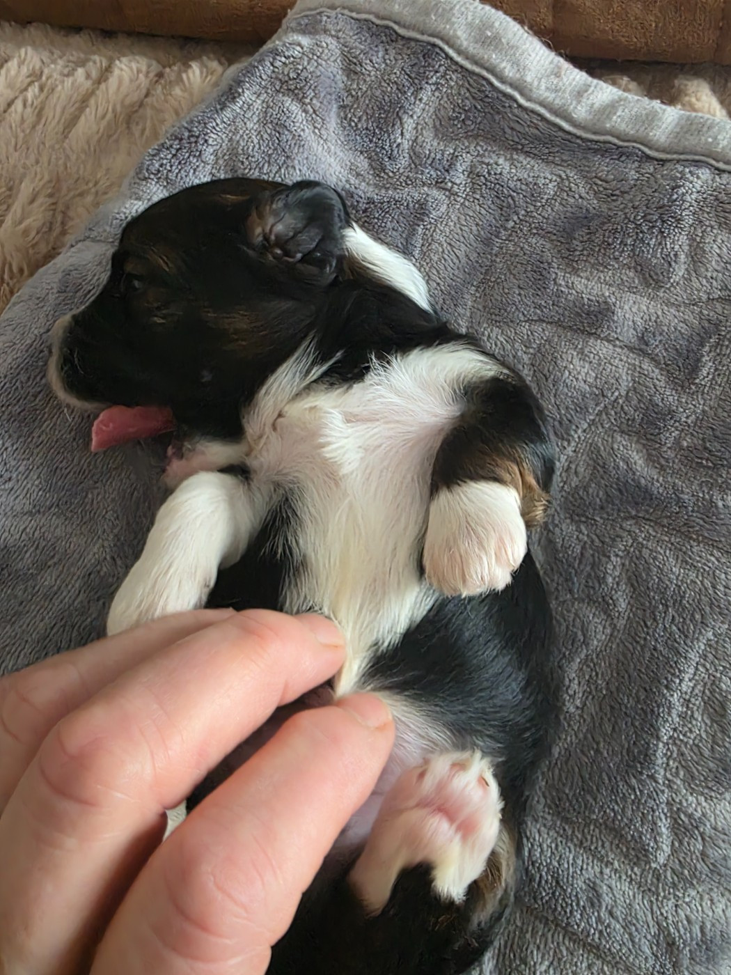 Du Rocher De La Haute Vilaine - Chiots disponibles - Bichon Havanais