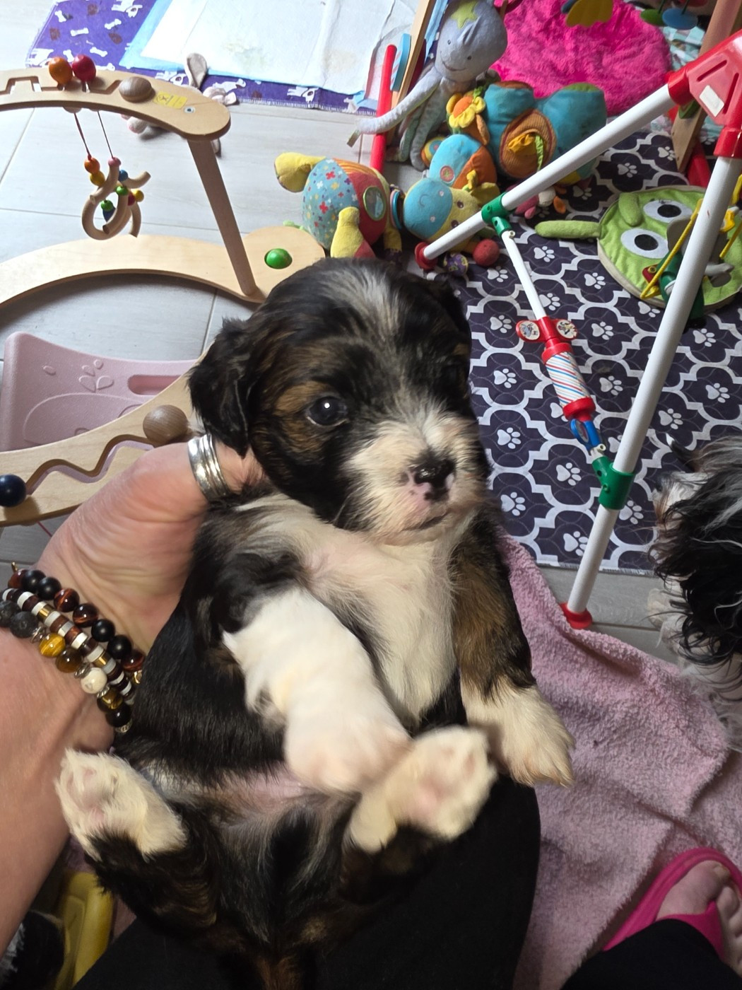 Du Rocher De La Haute Vilaine - Chiots disponibles - Bichon Havanais