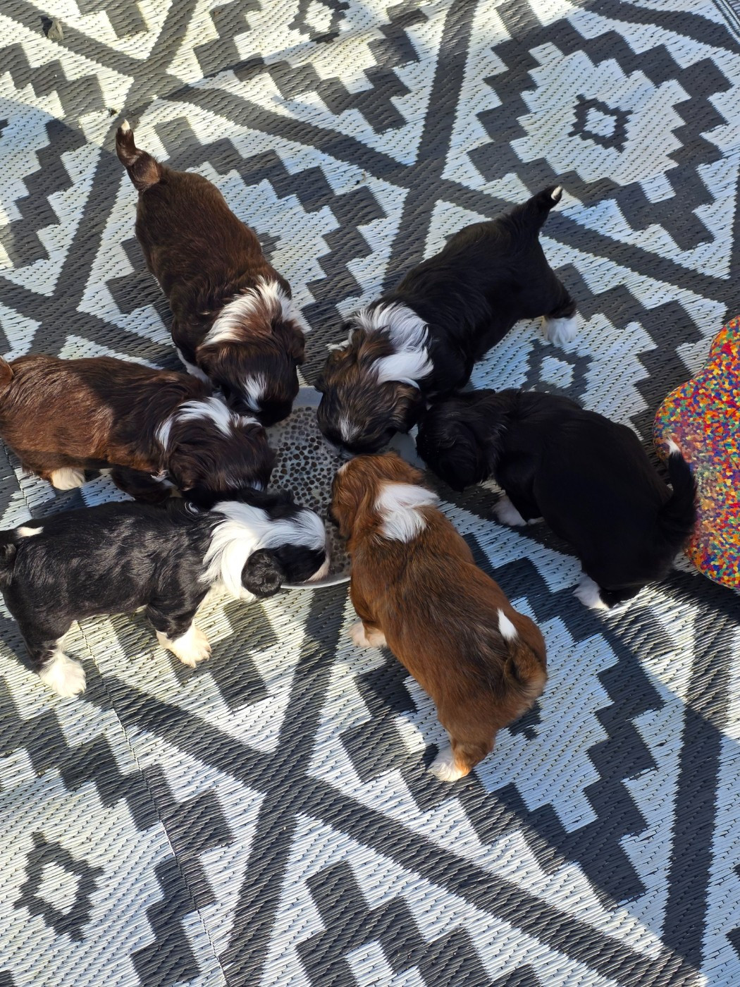 Du Rocher De La Haute Vilaine - Bichon Havanais - Portée née le 12/02/2026