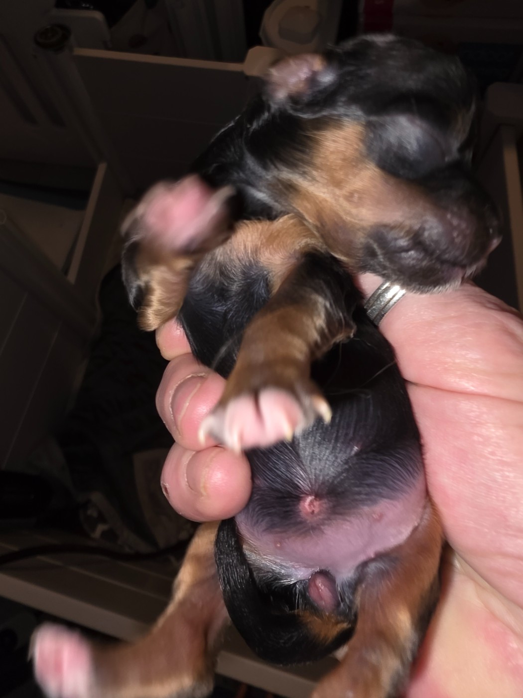 Du Rocher De La Haute Vilaine - Chiots disponibles - Bichon Havanais
