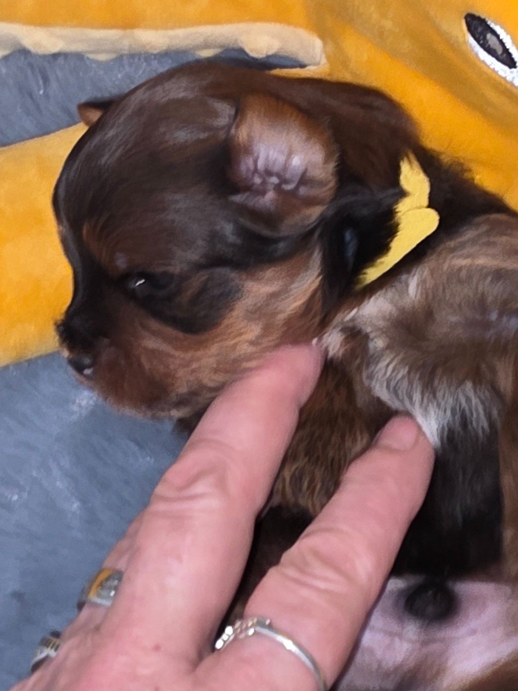 Du Rocher De La Haute Vilaine - Chiots disponibles - Bichon Havanais