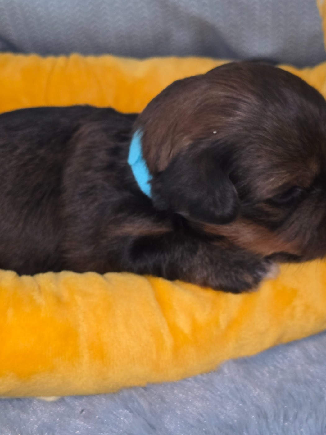 Du Rocher De La Haute Vilaine - Chiots disponibles - Bichon Havanais