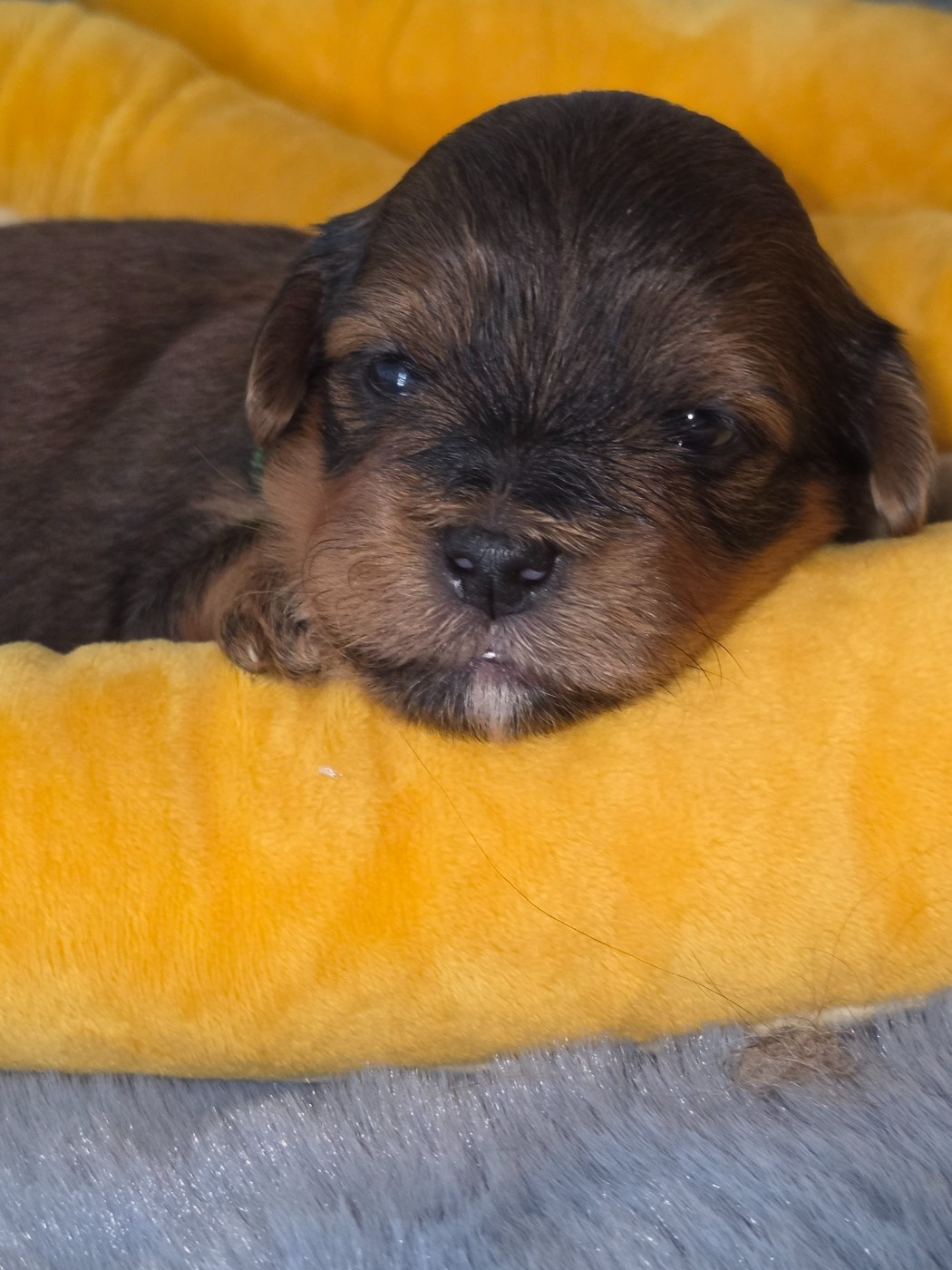 Du Rocher De La Haute Vilaine - Chiots disponibles - Bichon Havanais