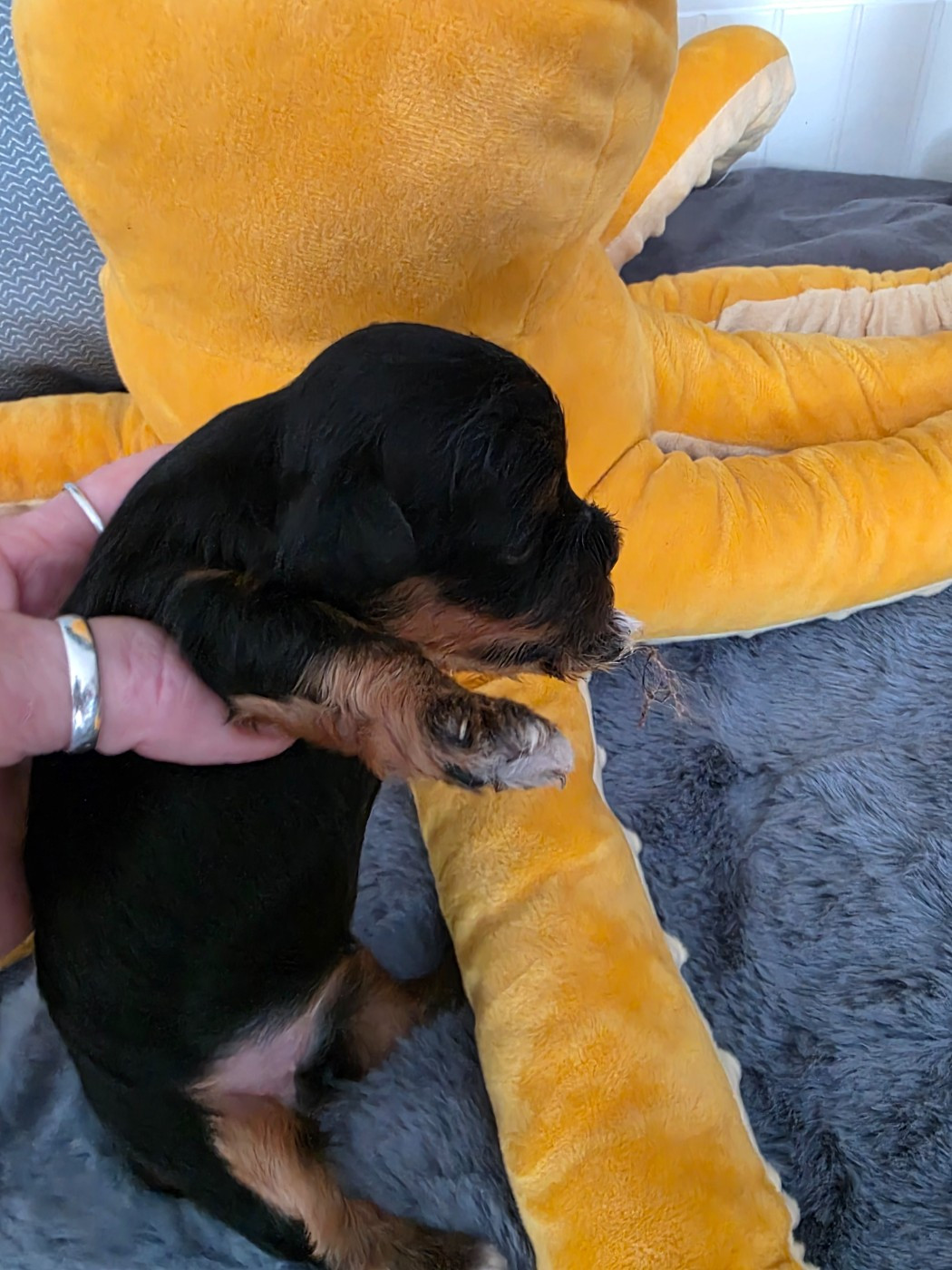 Du Rocher De La Haute Vilaine - Chiots disponibles - Bichon Havanais
