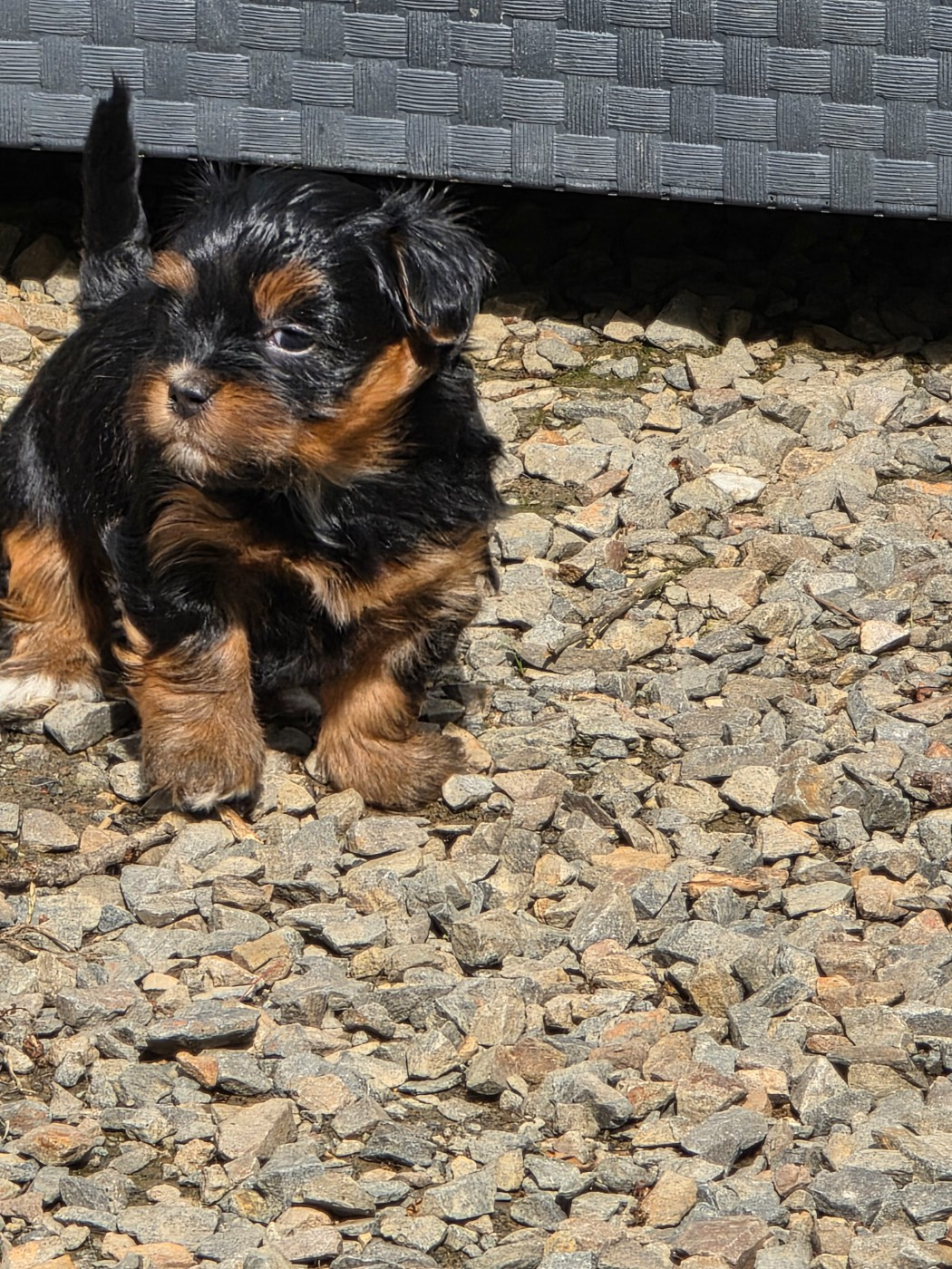 Du Rocher De La Haute Vilaine - Chiots disponibles - Bichon Havanais