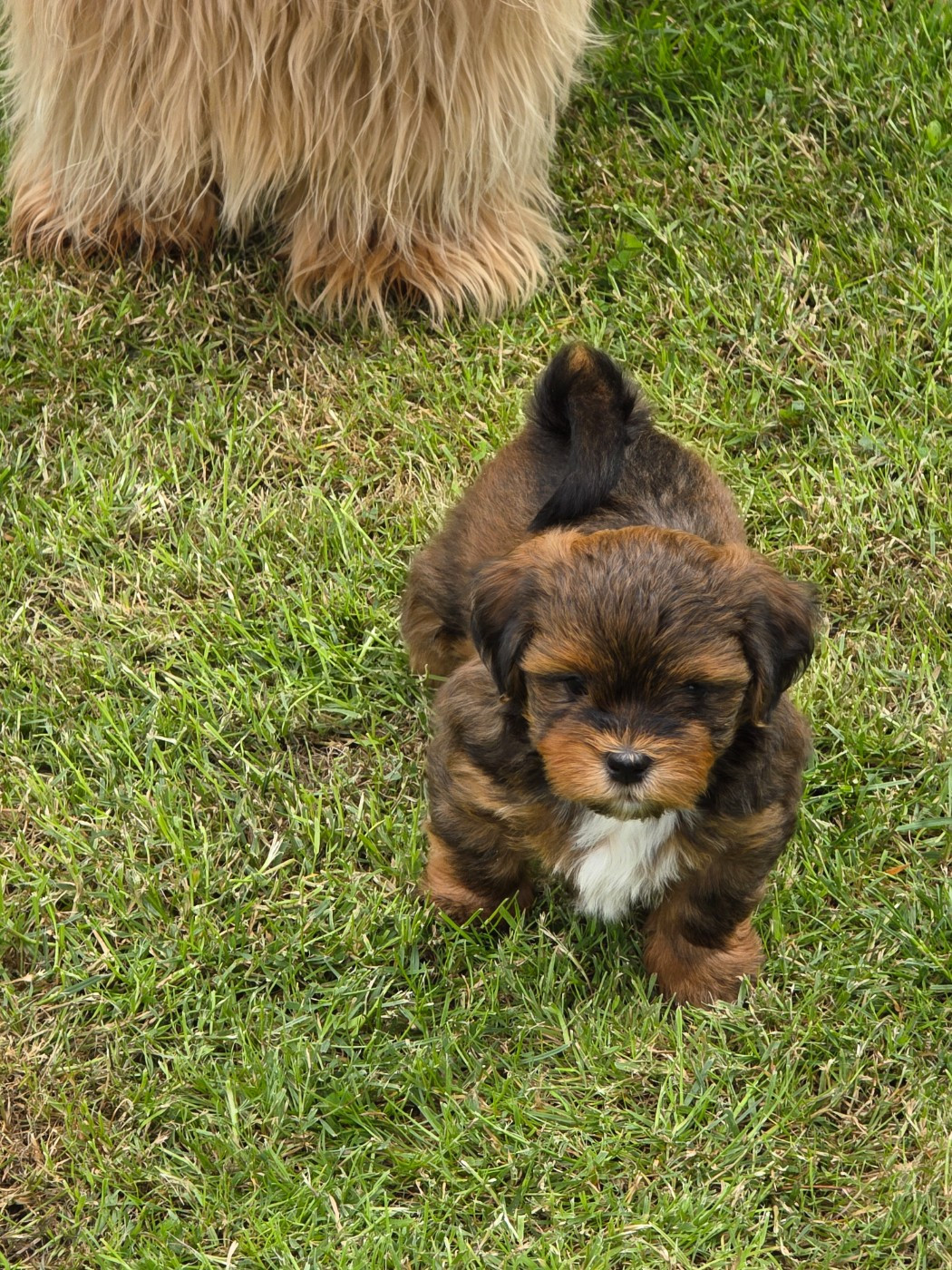 Du Rocher De La Haute Vilaine - Chiots disponibles - Bichon Havanais
