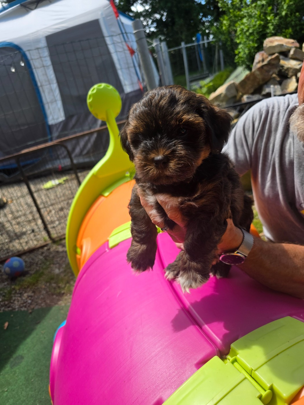 Du Rocher De La Haute Vilaine - Chiots disponibles - Bichon Havanais