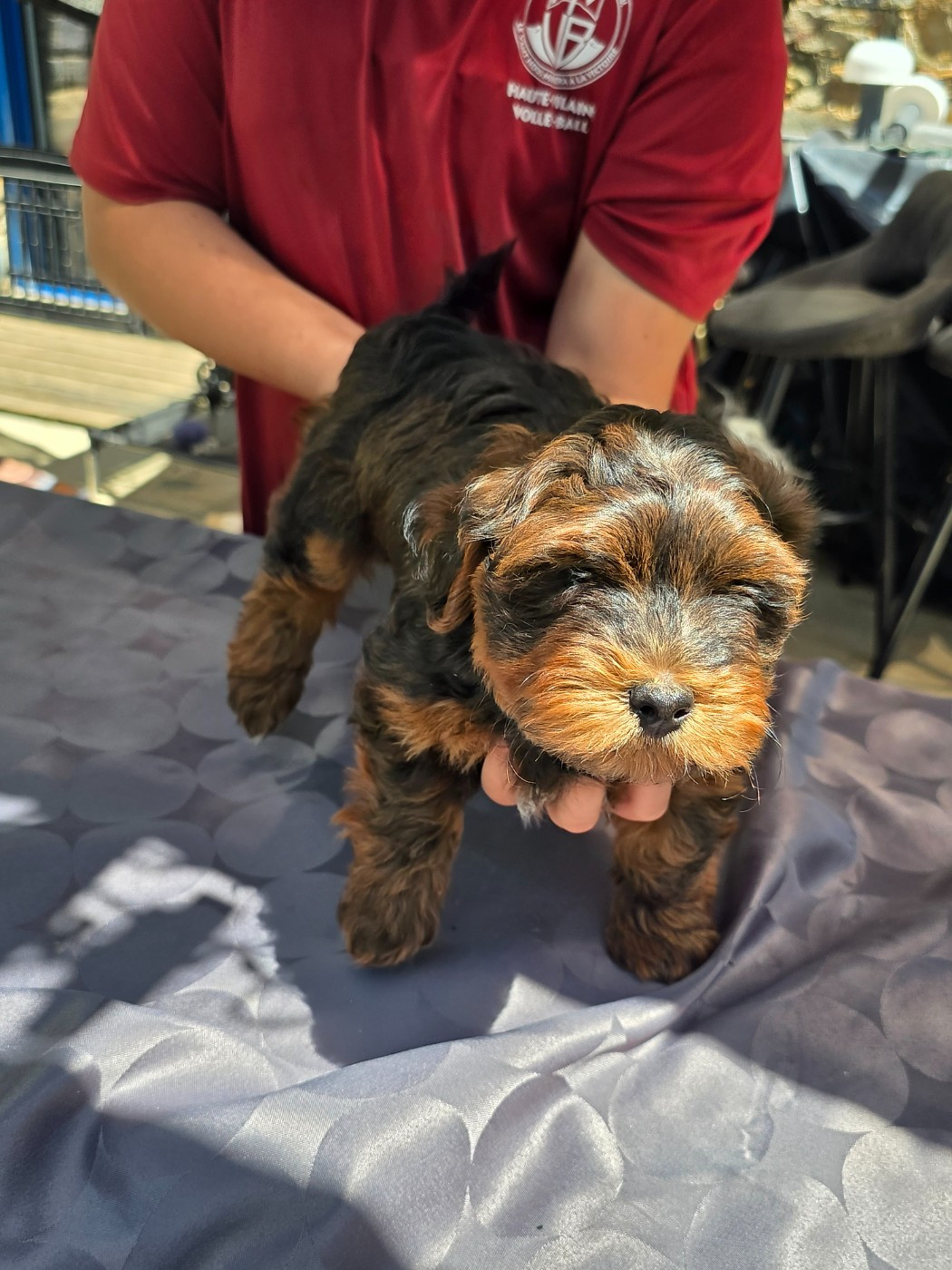 Du Rocher De La Haute Vilaine - Chiots disponibles - Bichon Havanais