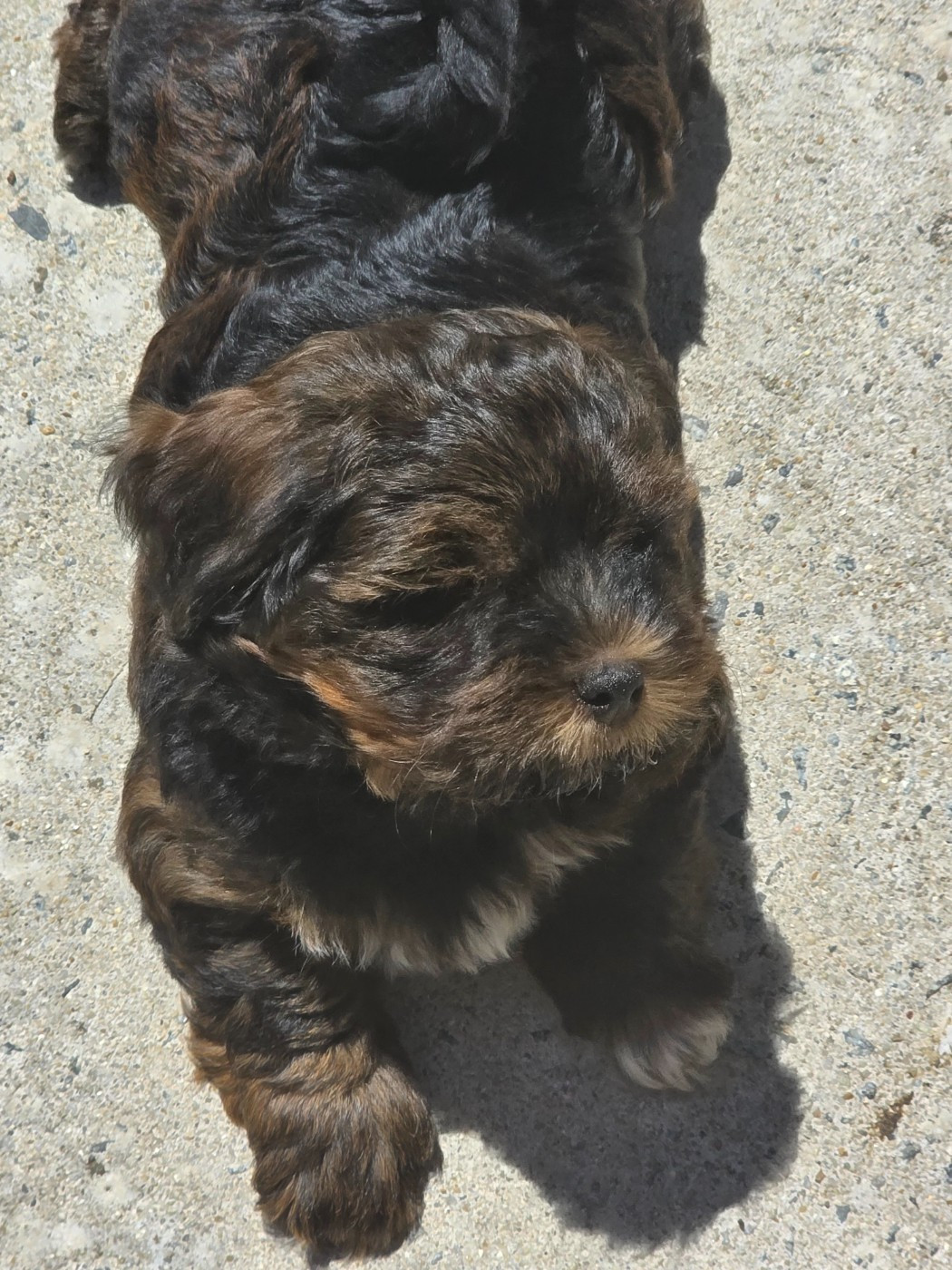 Du Rocher De La Haute Vilaine - Chiots disponibles - Bichon Havanais