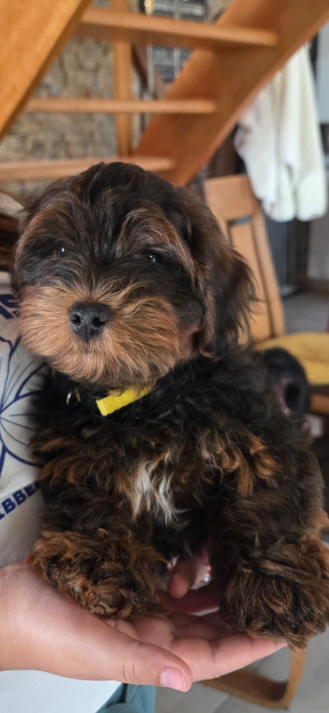 Du Rocher De La Haute Vilaine - Chiots disponibles - Bichon Havanais