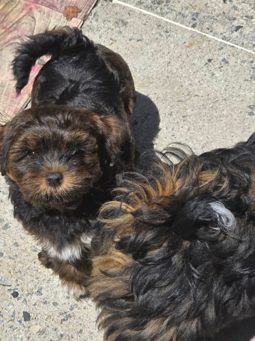 Du Rocher De La Haute Vilaine - Chiots disponibles - Bichon Havanais