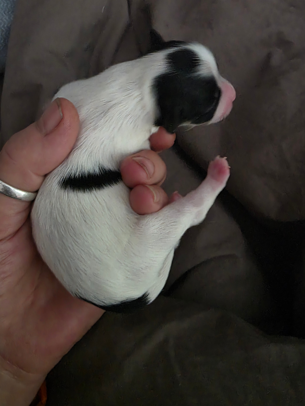 Du Rocher De La Haute Vilaine - Chiots disponibles - Bichon Havanais