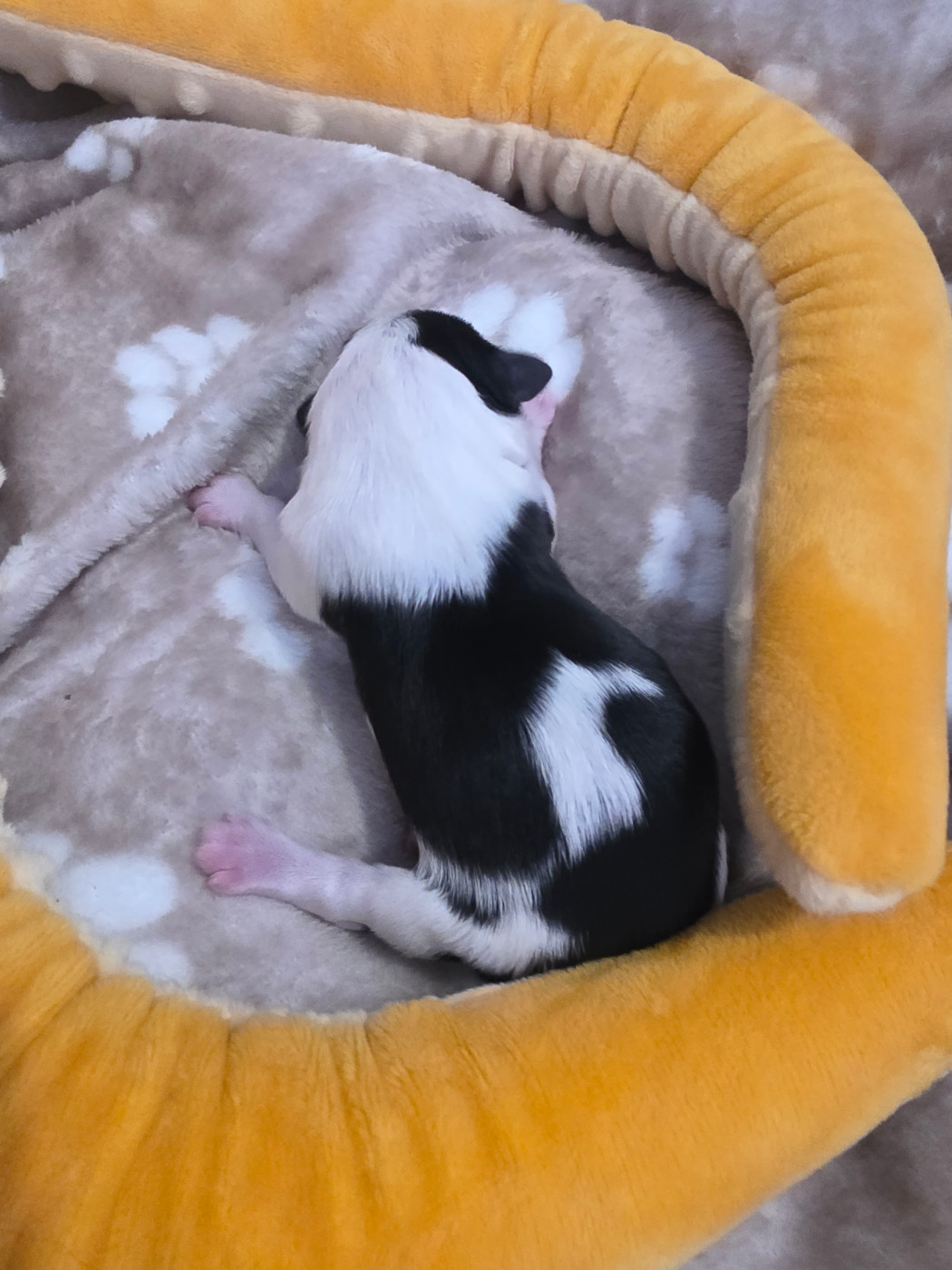 Du Rocher De La Haute Vilaine - Chiots disponibles - Bichon Havanais