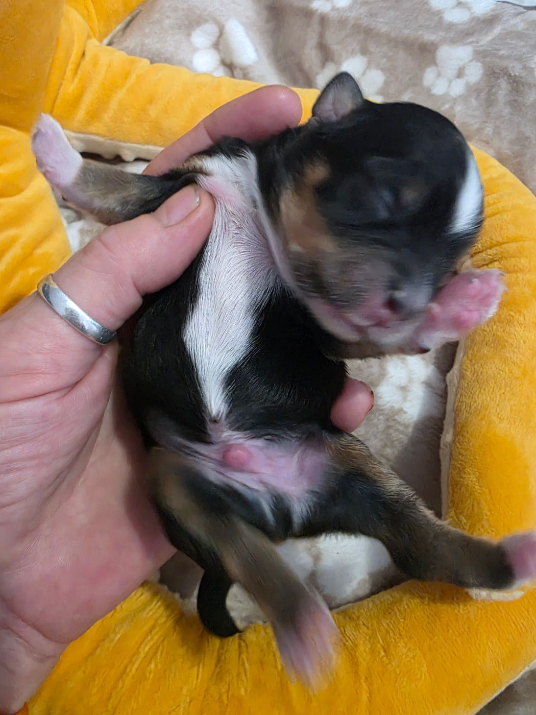 Du Rocher De La Haute Vilaine - Chiots disponibles - Bichon Havanais