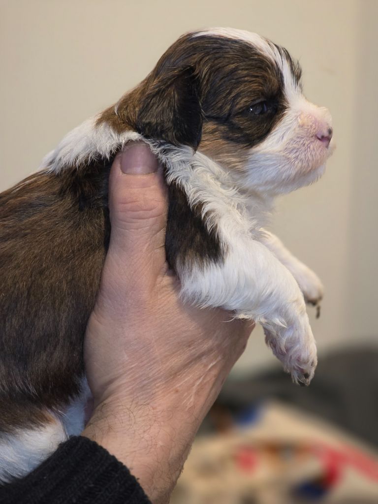 Du Rocher De La Haute Vilaine - Chiots disponibles - Bichon Havanais