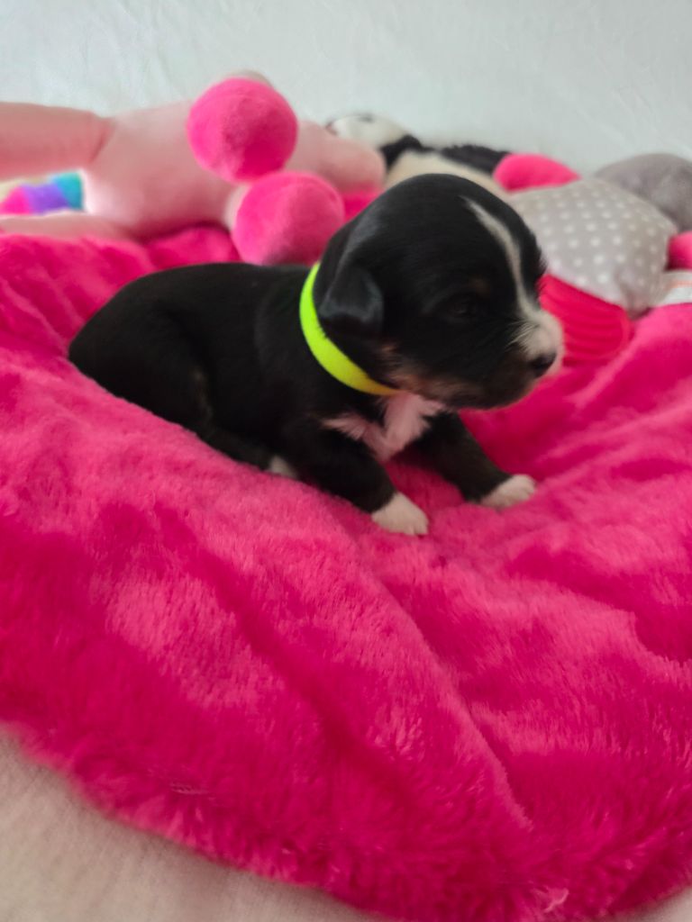 Du Rocher De La Haute Vilaine - Chiots disponibles - Bichon Havanais
