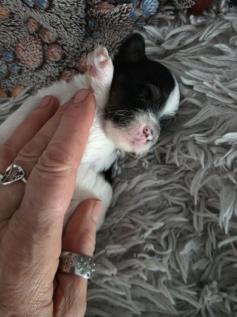 Du Rocher De La Haute Vilaine - Chiots disponibles - Bichon Havanais