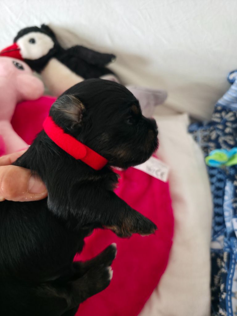 Du Rocher De La Haute Vilaine - Chiots disponibles - Bichon Havanais