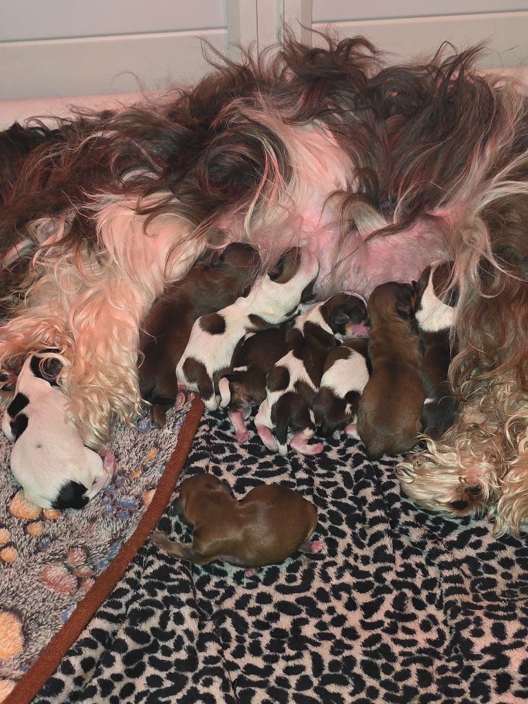 Chiot Bichon Havanais Du Rocher De La Haute Vilaine