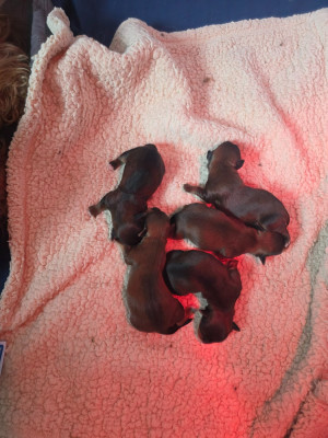CHIOT 2