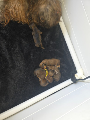 CHIOT 5