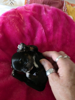 CHIOT