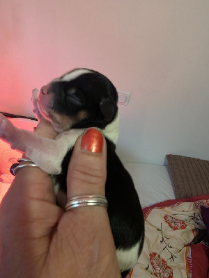 CHIOT