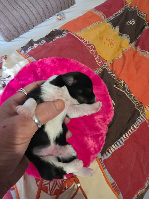 CHIOT