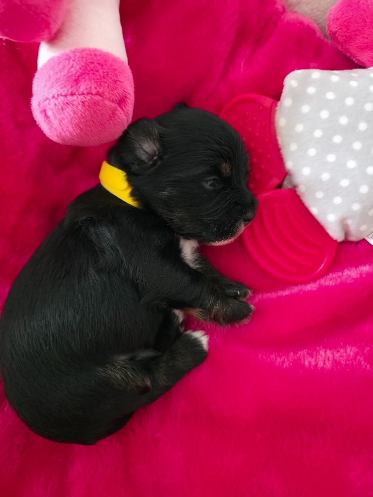 Du Rocher De La Haute Vilaine - Chiots disponibles - Bichon Havanais