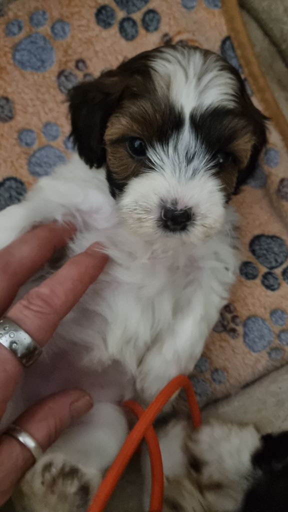 Du Rocher De La Haute Vilaine - Chiots disponibles - Bichon Havanais